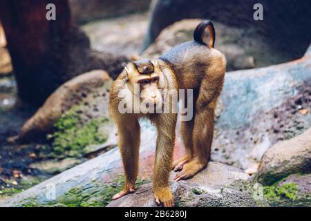 Südliche Schwein-tailed Macaque (sundaland Pigtail macaque oder Sunda Schwein-tailed Macaque), im Zoo, Prag. Die südlichen Schwein-tailed Makaken (Macaca nemestrin Stockfoto