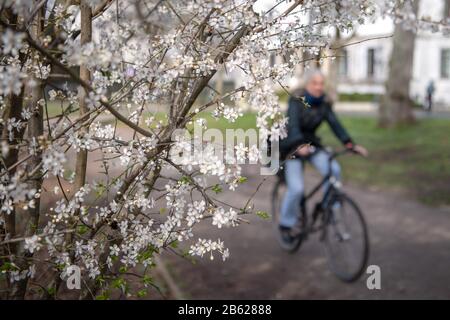 Bremen, Deutschland. März 2020. Ein Radfahrer passiert einen blühenden Kirschbaum. Kredit: Sina Schuldt / dpa / Alamy Live News Stockfoto