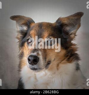 Border Collie (Canis Lupus Familiaris) Stockfoto