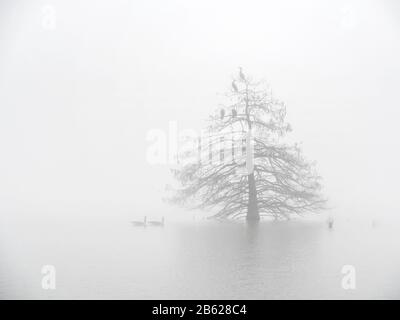 Einige Wasservögel stehen auf der Zypresse, andere sind im Wasser. Dichter Nebel bedeckte das gesamte Gebiet. Ein kleiner Park in der Nähe meines Hauses. Stockfoto