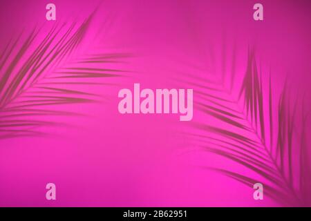 Abstrakter Hintergrund von Schatten Palmblätter auf rosa Hintergrund in Hintergrundbeleuchtung. Kreatives Konzept. Stockfoto