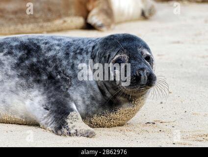 Atlantische graue Seal-Pups (Halichoerus grypus antlanticus) wurden wegen der Vermehrung am Horsey-Strand, Norfolk, heute eine Brutkolonie für diese Tiere, ausgejubelt. Stockfoto