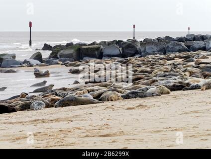 Atlantische graue Robben (Halichoerus grypus antlanticus) jubelten wegen der Vermehrung am Horsey-Strand, Norfolk, heute eine Brutkolonie für diese Tiere. Stockfoto