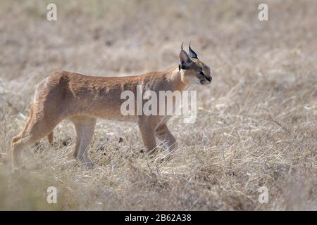 Caracal (Caracal Caracal) zu Fuß auf Savanne, Serengeti Nationalpark, Tansania. Stockfoto