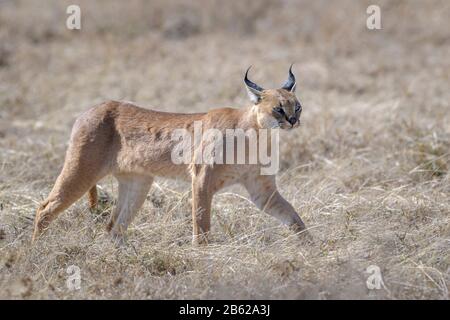 Caracal (Caracal Caracal) zu Fuß auf Savanne, Serengeti Nationalpark, Tansania. Stockfoto