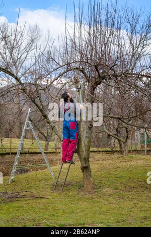 Mittelalter kaukasischer Mann, der auf einer Leiter steht und in seinem Garten Obstbäume beschnitt. Männlicher Gärtner mit beschneienden Scheren. Frühling Gartenarbeit. Stockfoto