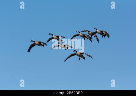 Eine Gruppe von Kanada Gänse absteigend in Richtung zu einem Teich. Stockfoto