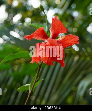 Nahaufnahme Der Großen Blume Des Violetten Hibiskus (Hibiscus Rose Tiny Bud) Auf Grünen Blättern Natürlicher Hintergrund. Red Hibiscus hawaiianische Pflanze In T Stockfoto