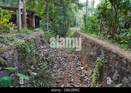 Trockener Fluss- oder Bachpfad mit Wurzeln, Pflanzen und trockenen Blättern in einem Wald im trockenen Sommer. Trockenes Flussbett mit Pfad und Grün. Stockfoto