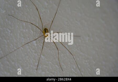 Nahaufnahme einer Feldspinne, häufig in Häusern vorkommende Wachse aus Europa Stockfoto