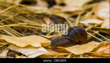 Nahaufnahme des Porträts einer römischen Schnecke, gemeine und beliebte Schlagerspezialitäten aus Europa Stockfoto