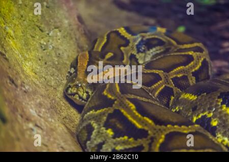 Nahaufnahme eines braunen asiatischen Felsenpythons, beliebter tropischer Reptilienspezialitäten aus Indien Stockfoto