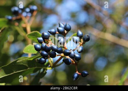 Die dekorativen blauen schwarzen Beeren von Viburnum tinus 'Eve Price'. Ein kleiner immergrüner, winterblühender Strauch, in Nahaufnahme mit Copyspace rechts. Stockfoto