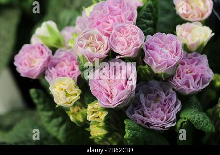 Die schönen blassrosa Blumen der Primula vulgaris 'Belarina Pink Champagne'. Seitenansicht in Nahaufnahme. Stockfoto