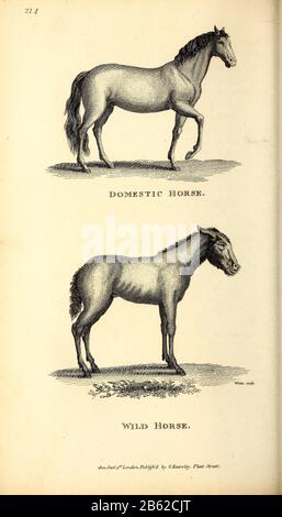 Wild- und Hauspferde aus der Allgemeinen Zoologie oder, Systematische Naturgeschichte Vol II Teil 2 Mammalia, von Shaw, George, 1751-1813; Stephens, James Francis, 1792-1853; Heath, Charles, 1785-1848, Graveur; Griffith, Mrs., Graveur; Chappelow. Copperplate Gedruckt 1801 in London von G. Kearsley Stockfoto