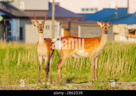 Japan, Hokkaido, Wakkanai, sika-hirsch (Cervus nippon) Stockfoto