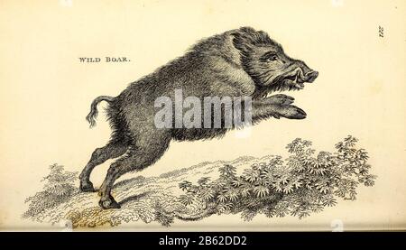 Wildschwein (Sus scrofa) aus der Allgemeinen Zoologie oder systematische Naturgeschichte Vol II Teil 2 Mammalia von Shaw, George, 1751-1813; Stephens, James Francis, 1792-185.3; Heath, Charles, 1785-1848, Graveur; Griffith, Mrs., Graveur; Chappelow. Copperplate Gedruckt 1801 in London von G. Kearsley Stockfoto