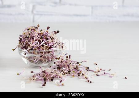 Sprösslinge aus Rotkohl in Glasschale auf weißem Holztisch. Geroutete Samen. Detox. Gesundes Esskonzept. Stockfoto