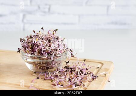 Sprösslinge aus Rotkohl in Glasschale auf Holztisch. Geroutete Samen. Detox. Gesundes Esskonzept. Stockfoto