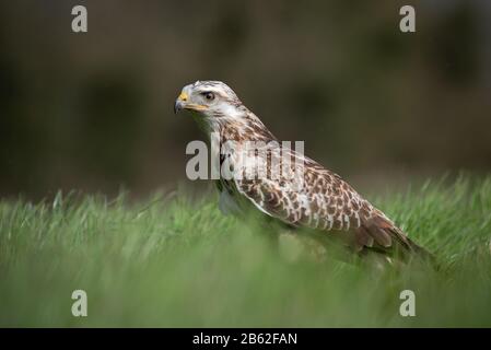 Ein Ferruginöser Falke, Buteo regalis, der auf einem Feld steht und nach links starrt. Stockfoto