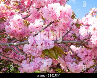 Nahaufnahme von Kirschbaumzweigen in voller Blüte im Frühjahr Stockfoto