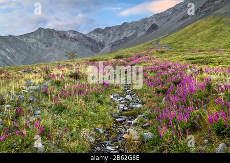 Erste Frühlingsblumen Krokusse, sobald Schnee fällt vor dem Hintergrund der Berge Stockfoto