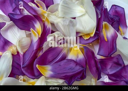 Weiße und violette Tulpenblätter auf weißem Grund Stockfoto