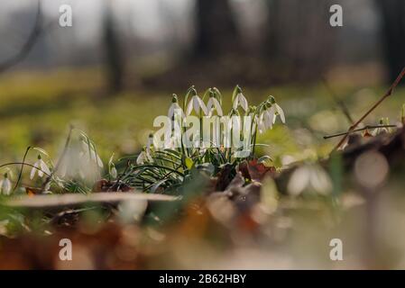 Schneeglöckchen oder gemeinsamen Schneeglöckchen (Galanthus nivalis) Blumen Stockfoto