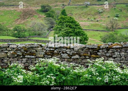 Blick auf Trockenmauern und Steinwand am Straßenrand, Upper Swaledale, Yorkshire Dales National Park, England, Großbritannien Stockfoto