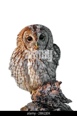 Auf Baumstumpf thront vor weißem Hintergrund eine schwungartige Eule (Strix aluco) Stockfoto
