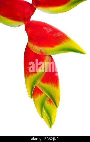 Heliconia rostrata / hängende Hummerkralle / falscher Paradiesvogel, einheimischer, mehrjähriger, in Peru, Bolivien, Kolumbien, Costa Rica und Ecuador heimischer aga Stockfoto