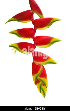 Heliconia rostrata / hängende Hummerkralle / falscher Paradiesvogel, einheimischer, mehrjähriger, in Peru, Bolivien, Kolumbien, Costa Rica und Ecuador heimischer aga Stockfoto