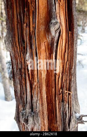 Struktur aus altem Holz mit einer beträchtlichen Menge von Rissen Stockfoto