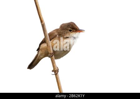 Eurasischer Schilfwarbler (Acrocephalus scirpaceus) thront auf Schilfstamm vor weißem Hintergrund Stockfoto