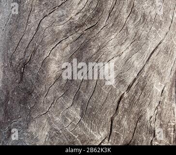 Struktur des Baumhintergrundes und Wand der Baumstruktur Stockfoto