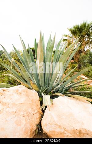 Agave Anlage zwischen Zwei Steinen. Palmenbaum im Hintergrund. Stockfoto