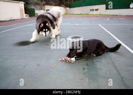 Hunde spielen im park Stockfoto