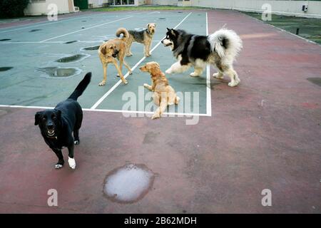 Hunde spielen im park Stockfoto