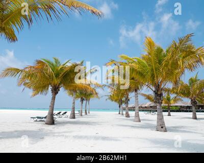 Gasse mit Palmen am Strand auf den Malediven mit Bewölktem Himmel und indischem Ozean. Stockfoto