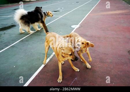 Hunde spielen im park Stockfoto