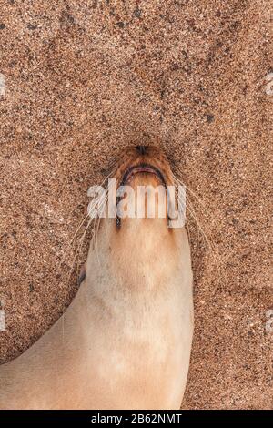 Sealion am Strand in San Cristobal Galapagos Ecuador Stockfoto