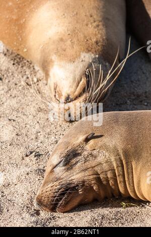 Sealion am Strand in San Cristobal Galapagos Ecuador Stockfoto