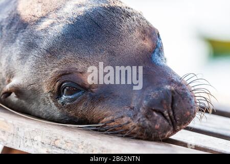 Sealion in San Cristobal in Galapagos Ecuador Stockfoto