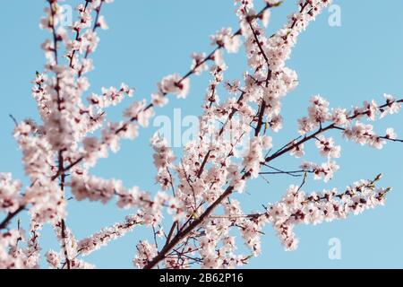 Blühender Kirschzweig mit weißen Blumen. Stockfoto