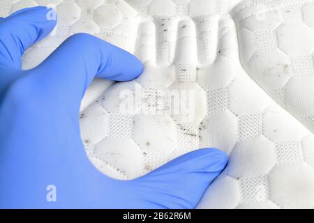 Hand mit Schmutz- und Schimmelflecken auf der Matratze. Pilz auf weißem Stoff. Blauer medizinischer Handschuh. Stockfoto