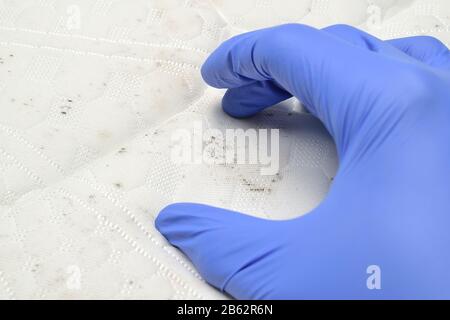 Hand mit Schimmel- und Schmutzflecken auf der Matratze. Pilz auf weißem Stoff. Blauer medizinischer Handschuh. Stockfoto