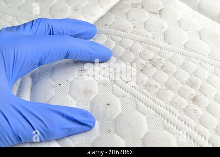 Hand, um Flecken auf der Matratze zu entdecken. Schmutz, Schimmel, Pilz auf einem weißen Stoff. Blauer medizinischer Handschuh. Stockfoto