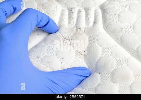 Pilz auf weißem Stoff. Blauer medizinischer Handschuh. Hand, um Schmutz und Schimmelflecken auf der Matratze zu erkunden. Stockfoto