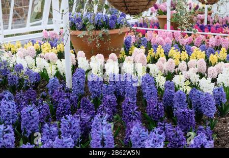 Reihen bunter Duftblüten in einem Gewächshaus im Frühjahr Stockfoto