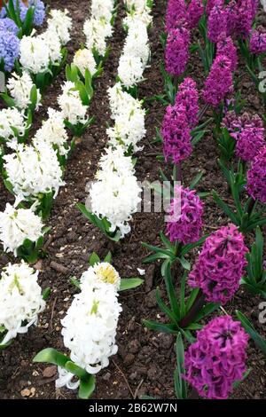 Reihen bunter Duftblüten in einem Gewächshaus im Frühjahr Stockfoto